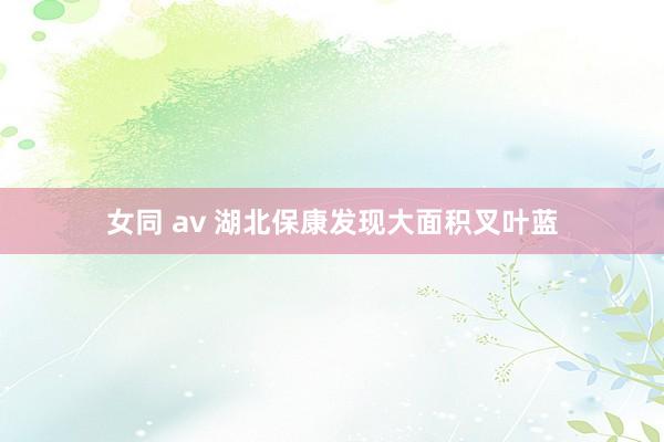 女同 av 湖北保康发现大面积叉叶蓝